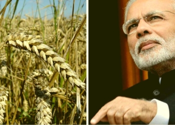 Pakistan Afghanistan Wheat