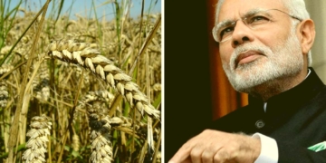 Pakistan Afghanistan Wheat