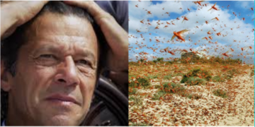 pakistan locusts