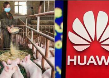 Huawei, China, pig