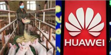 Huawei, China, pig