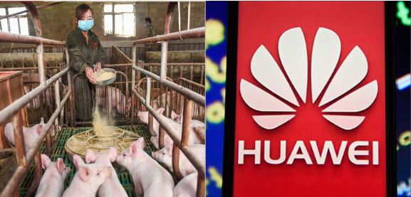 Huawei, China, pig