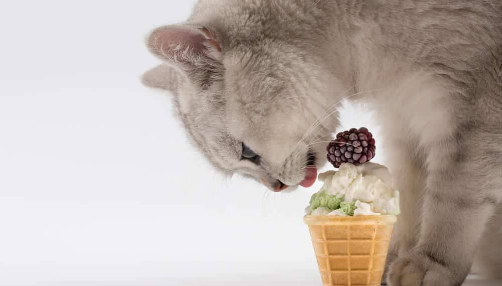 Can Cats Eat Ice Cream?