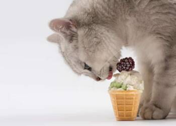 Can Cats Eat Ice Cream?