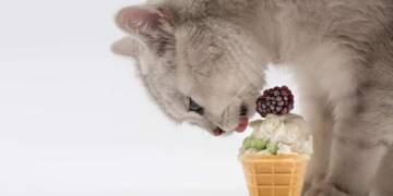Can Cats Eat Ice Cream?