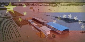 vegetable Prices china