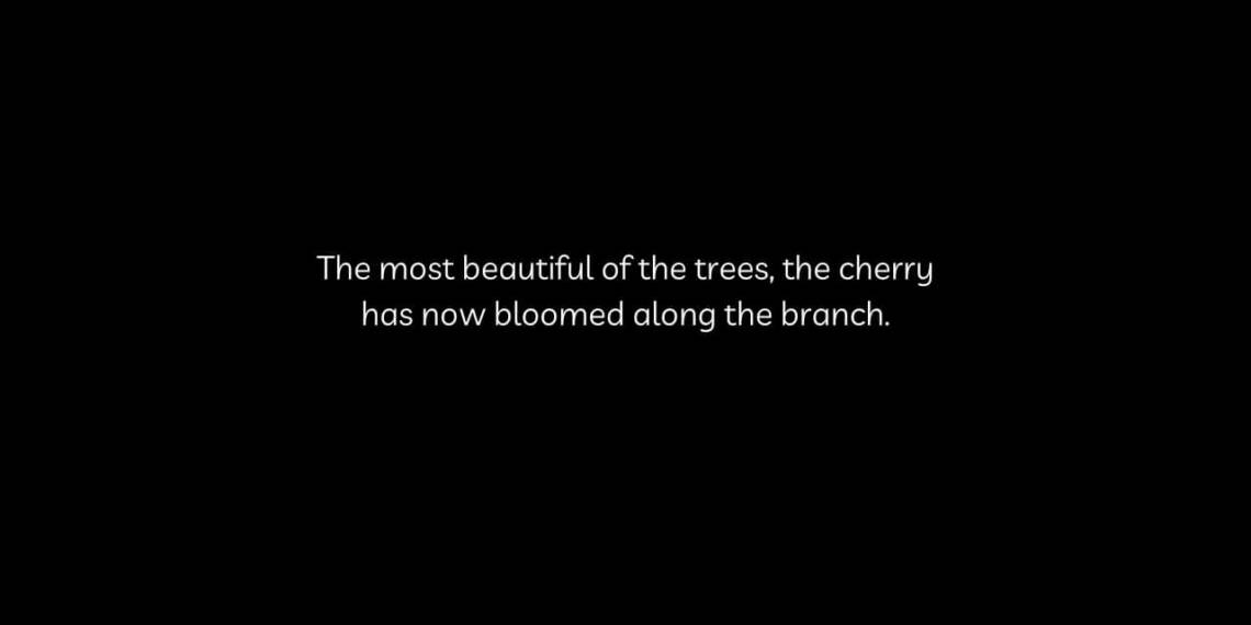 Best Cherry Blossom quotes