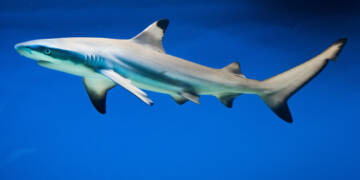 Shark Hybrid Australia