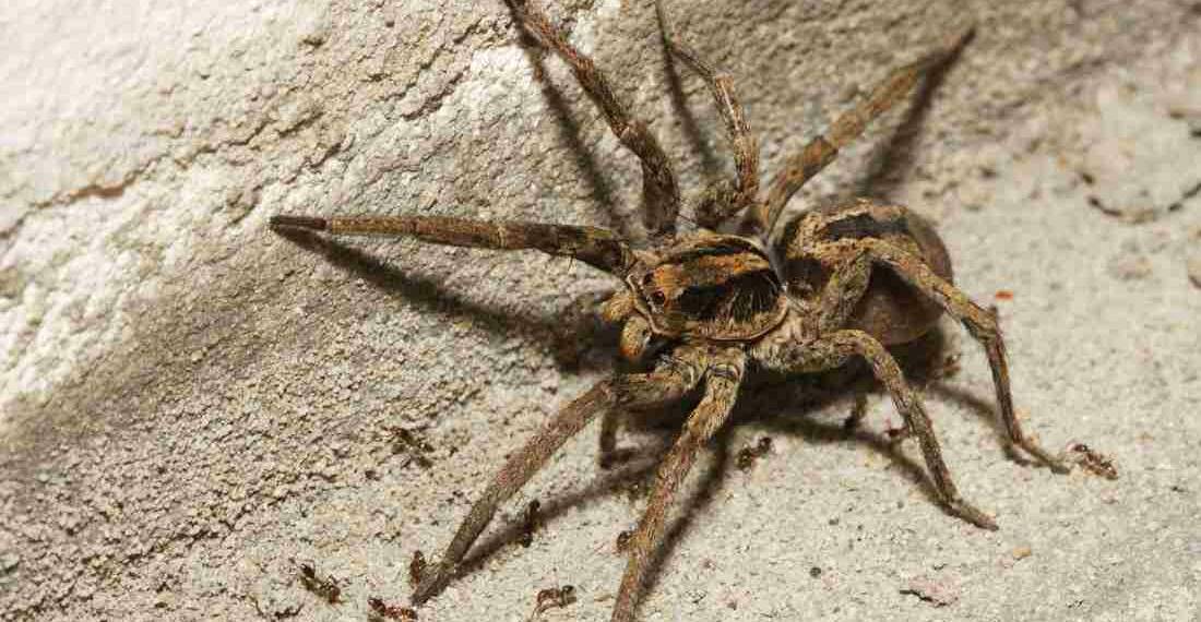wolf spiders