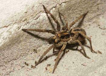 wolf spiders