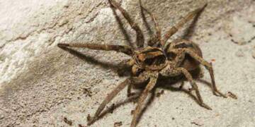 wolf spiders