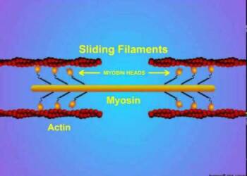 Actin and Myosin structure