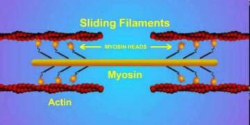 Actin and Myosin structure