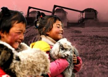 wheat,china,crisis,grain