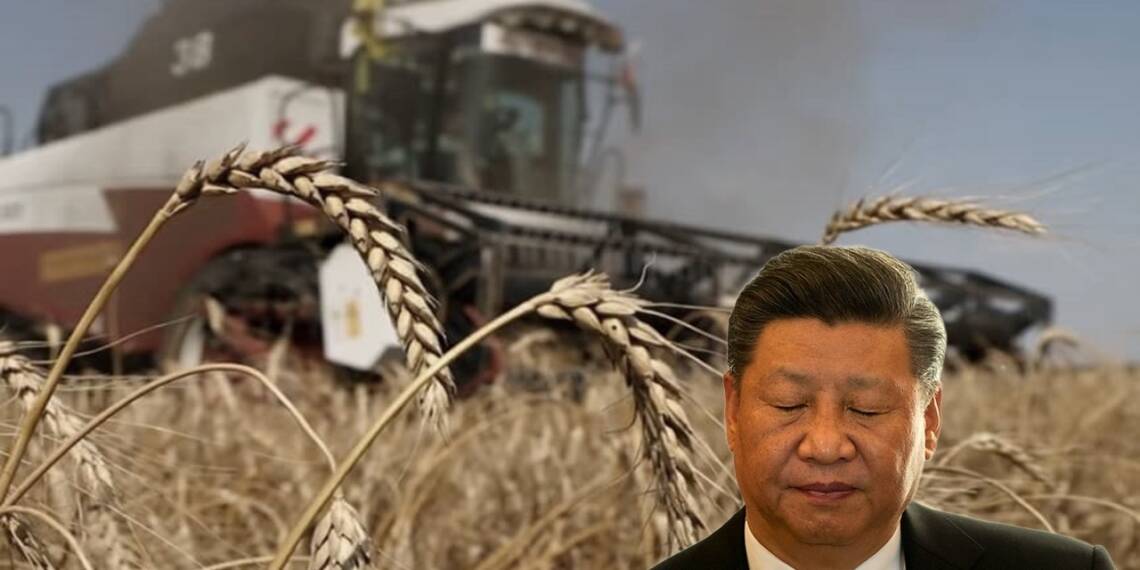 Farmers are illegally destructing their crops in China as a wheat crisis looks inevitable