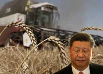 Farmers are illegally destructing their crops in China as a wheat crisis looks inevitable