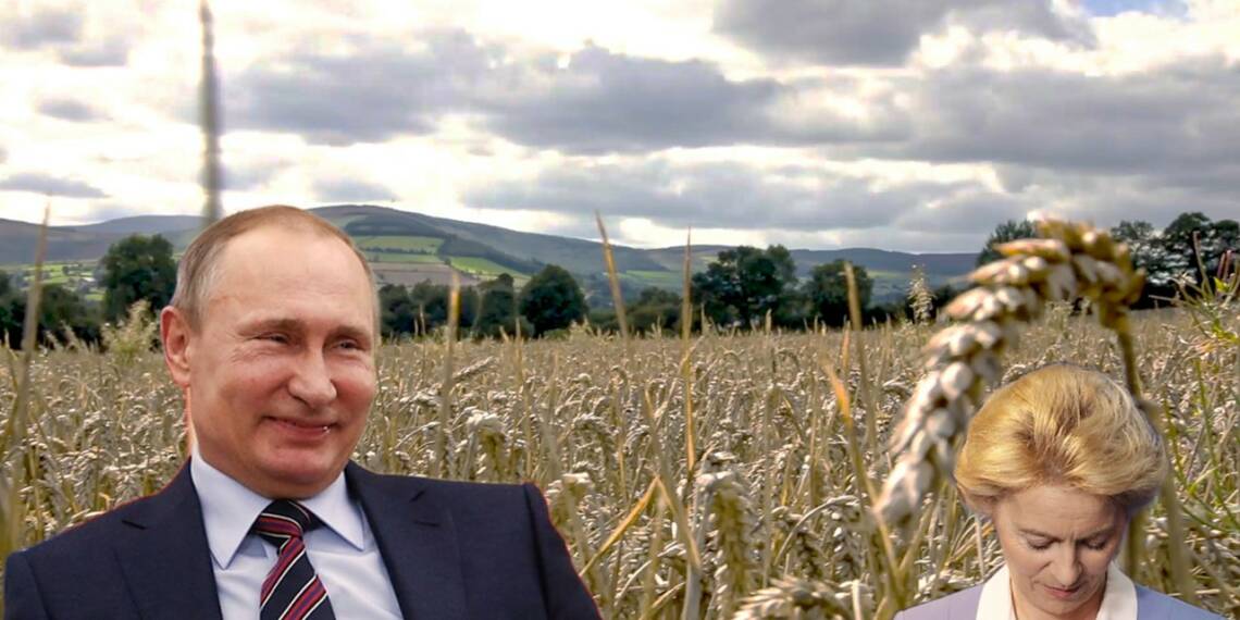 Ukraine grain