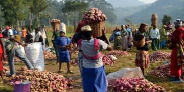 Africa’s “sweet” weapon that averted a major global food crisis