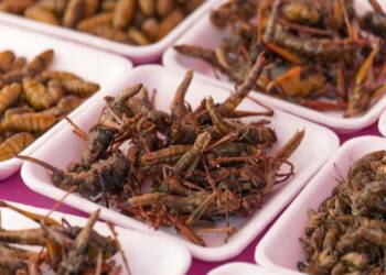 Crispy beetles, red ant pudding: Canada is being subjected to culinary assault