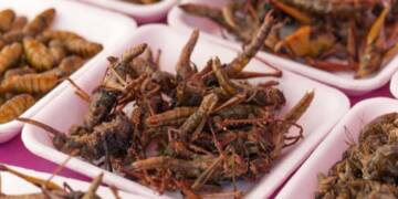 Crispy beetles, red ant pudding: Canada is being subjected to culinary assault