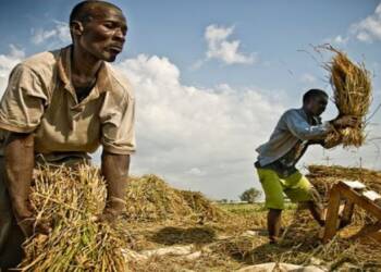 Africa can be food sufficient by 2030, but many conditions apply