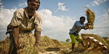 Africa can be food sufficient by 2030, but many conditions apply