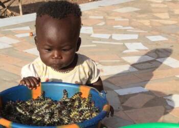 “British elites” want the African “savages” to live on an insect diet