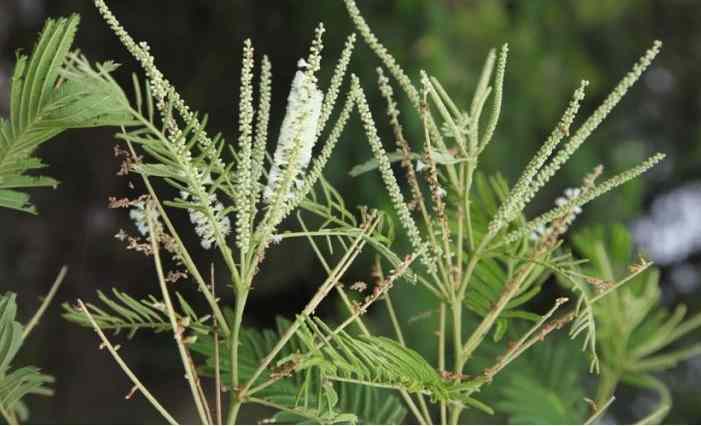 Khair Tree branches 