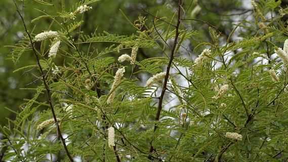 Khair Tree Flowers