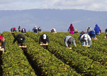 ‘Temporary Foreign Worker Programme’ is modern day feudalism