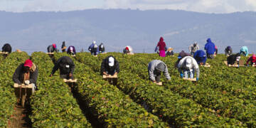 ‘Temporary Foreign Worker Programme’ is modern day feudalism