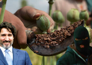 Contraband tobacco fields in BC, are reminiscent of Taliban era poppy fields   