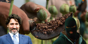 Contraband tobacco fields in BC, are reminiscent of Taliban era poppy fields   