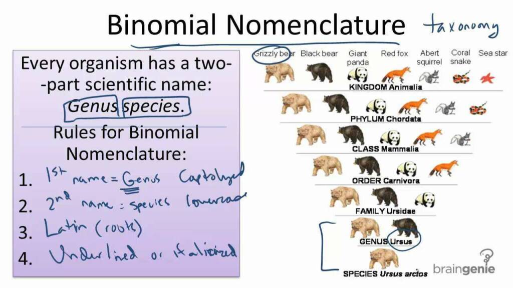 Binomial nomenclature