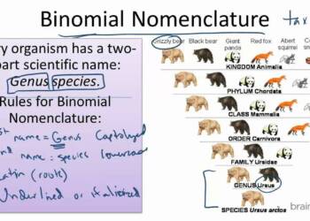 Binomial nomenclature
