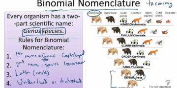 Binomial nomenclature
