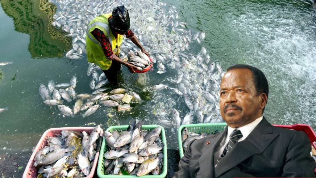 Cameroonian fishery products