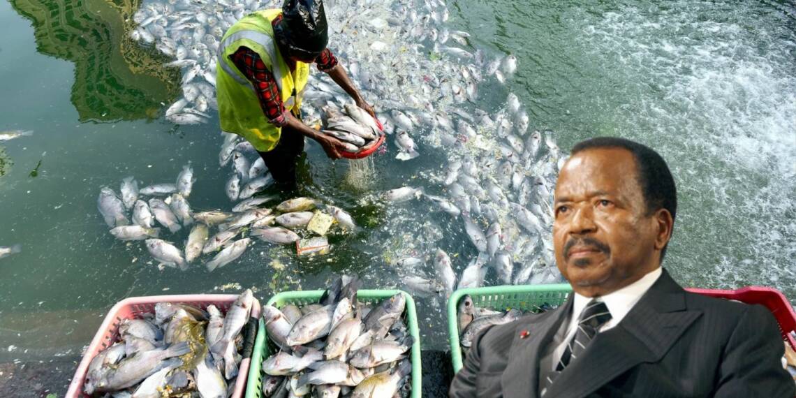 Cameroonian fishery products