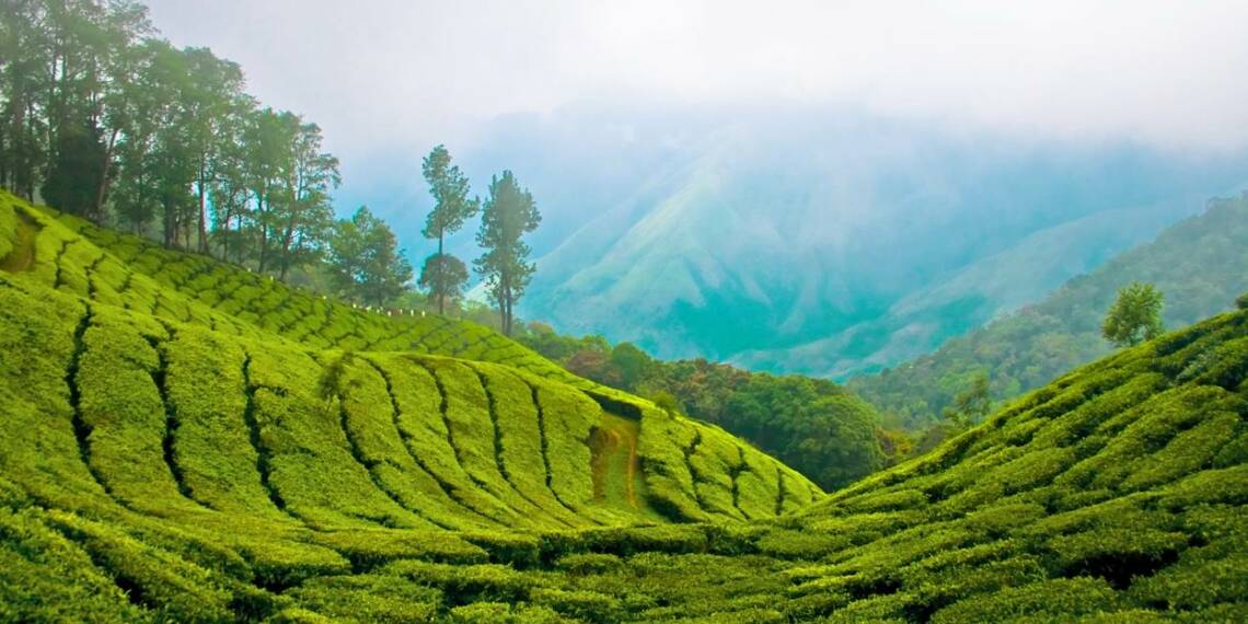 Cardamom Hills farming