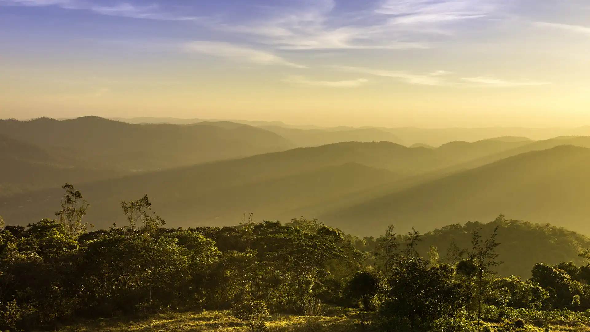 Cardamom Hills forest area