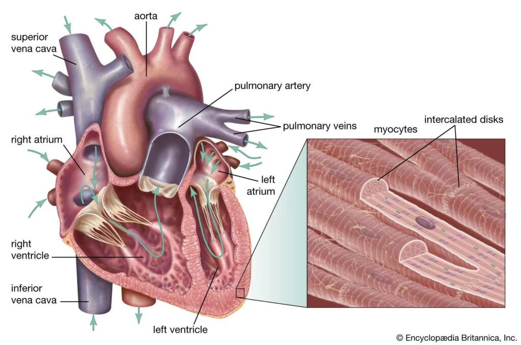 cardiac muscles