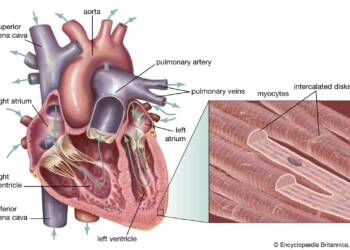 cardiac muscles