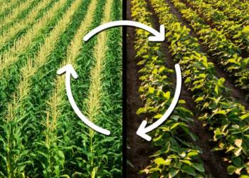 Difference between Rabi and Kharif crops