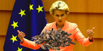 European cuisine set to get crunchier with crickets