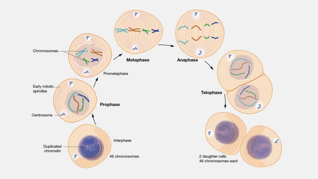 mitosis significance