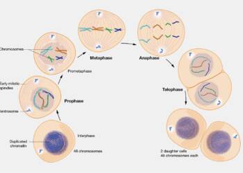 mitosis significance