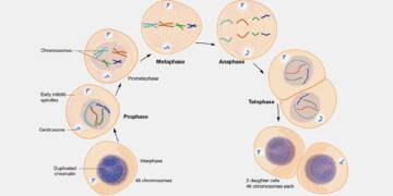 mitosis significance