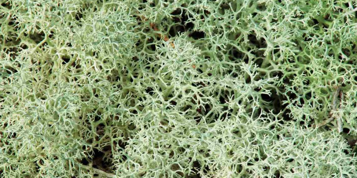Reindeer moss