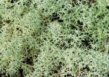 Reindeer moss