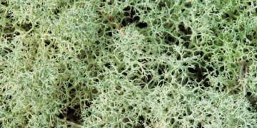 Reindeer moss